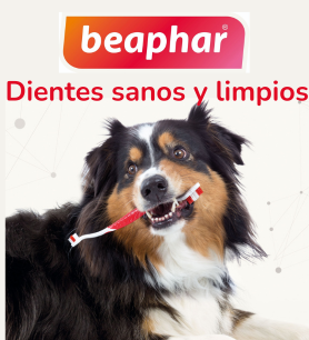 A la pagina de productos dentales de Beaphar