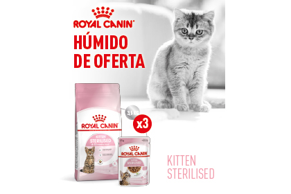 Descubra as ofertas da Royal Canin para gatos