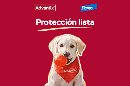 Compra ahora la pipeta